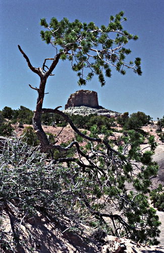 rock desert erosion plant pine