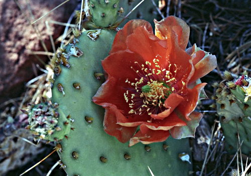  flower plant cactus prickly pear (opuntia)