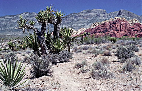  plant cactus yucca