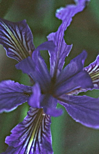  flower plant iris