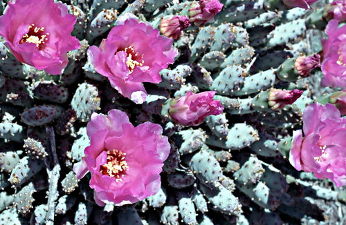  flower plant cactus