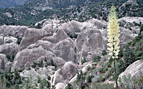 rock flower plant cactus yucca
