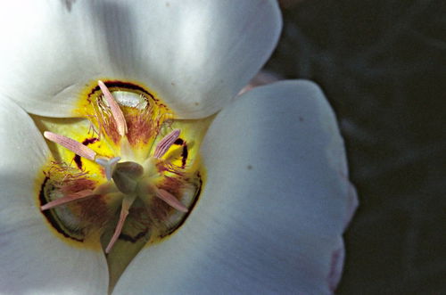  flower plant mariposa lily
