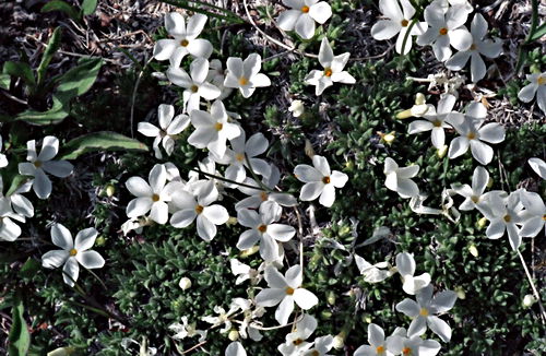  flower plant cryptantha (oreocarya)