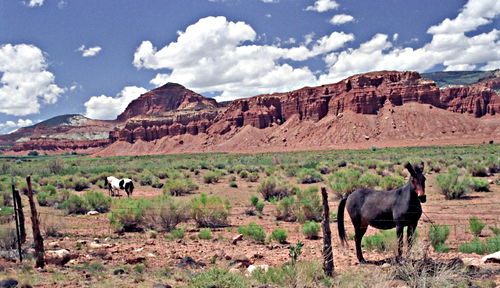 erosion desert clouds artifact animal horse