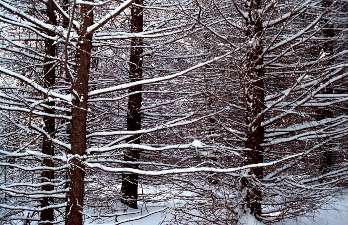 snow woods