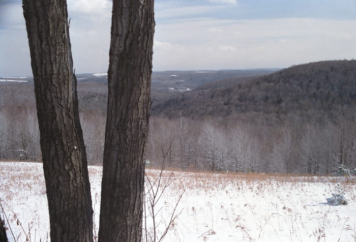 snow woods field mountain