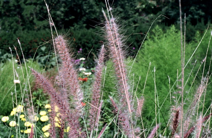 field plant grass