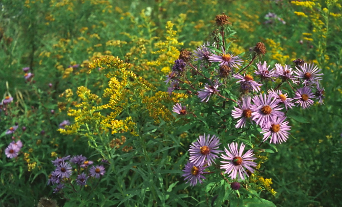 field flower plant daisy