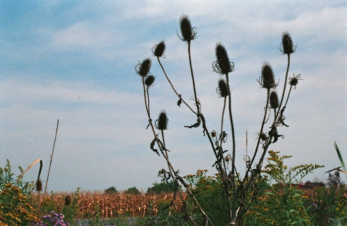 field dry plant teazel