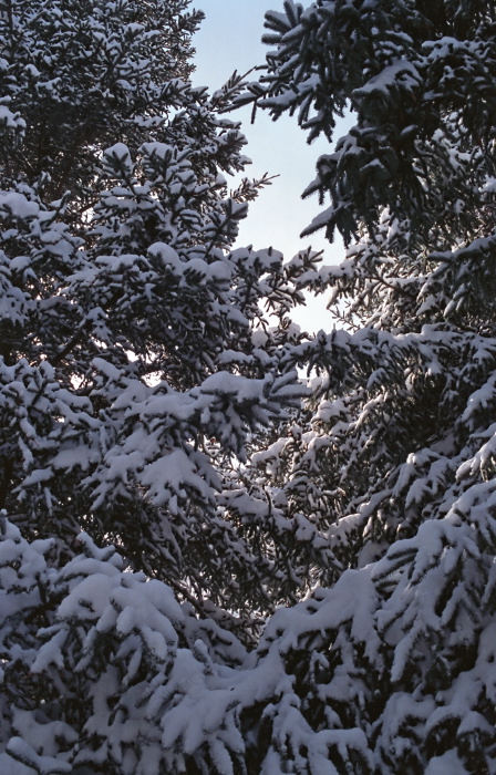 snow woods