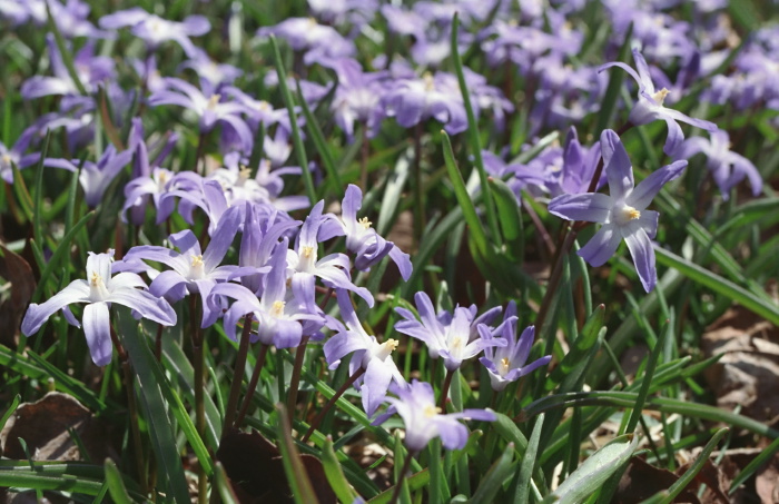 field flower plant chionodoxa