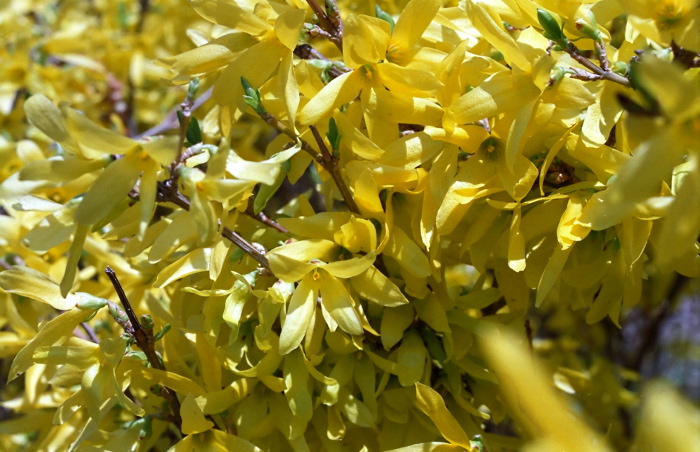  flower plant forsythia