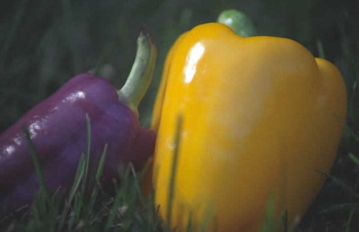 still life vegetable pepper