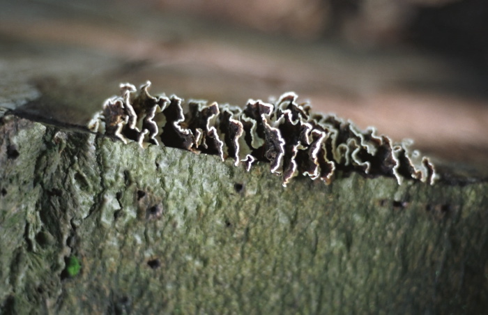 woods fungus