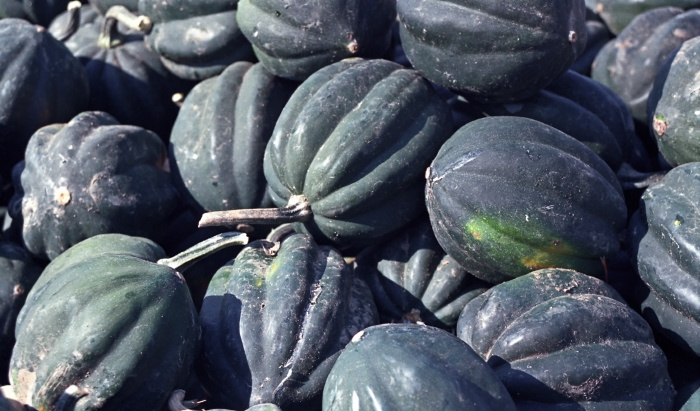  vegetable squash