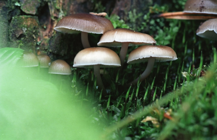 woods floor fungus