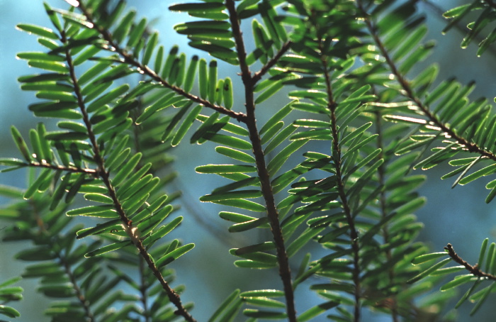  leaf plant conifer