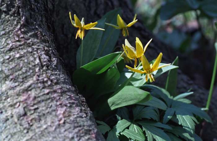 woods floor flower plant lily trout lily