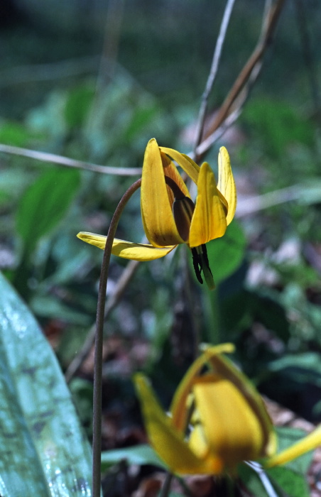 woods floor flower plant lily trout lily