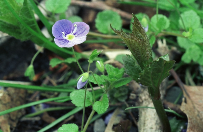 garden flower plant geranium