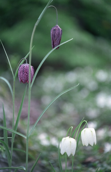 garden flower plant fritillaria