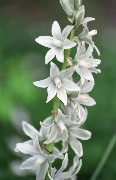 garden flower plant uncertain