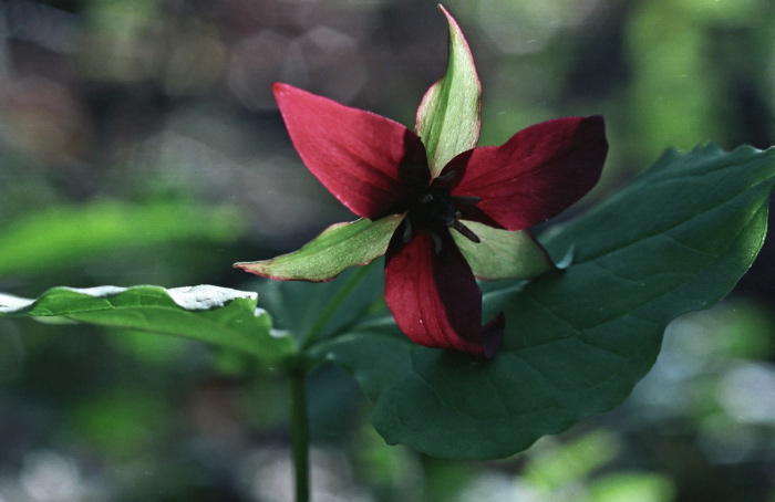 woods floor flower plant trillium