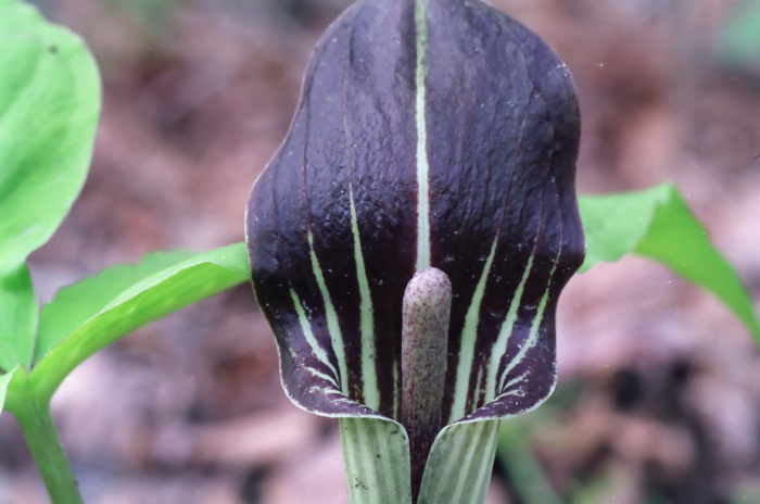 woods floor flower plant jack in the pulpit