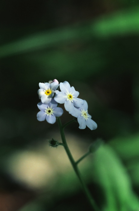 woods floor flower plant forget me not