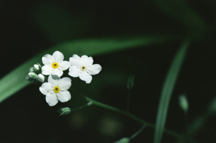 woods floor flower plant forget me not