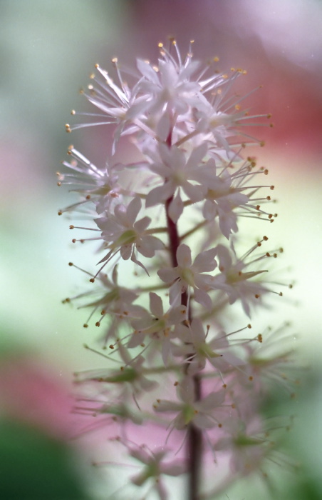 woods floor flower plant foamflower