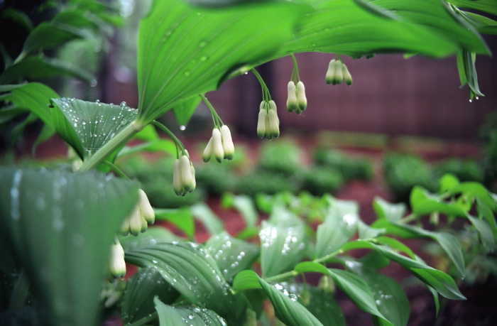 woods floor flower plant solomon's seal