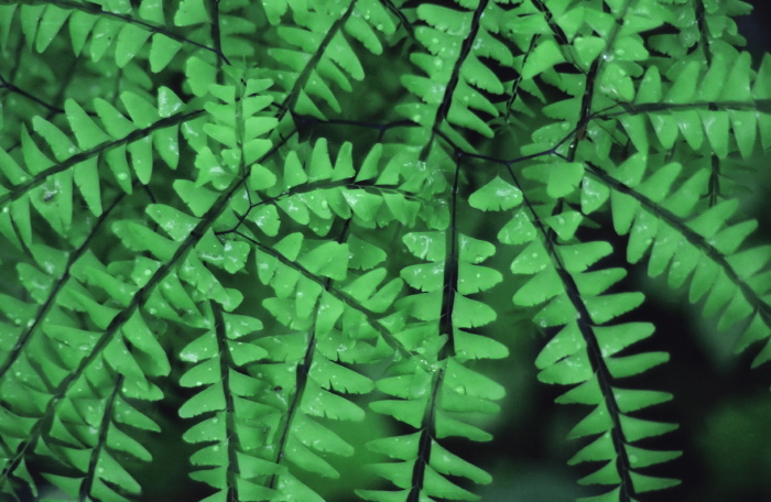  leaf plant fern