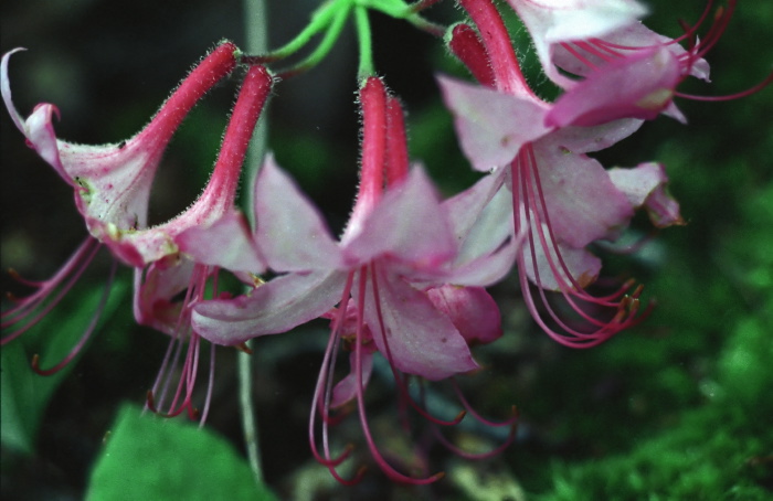  flower plant lily