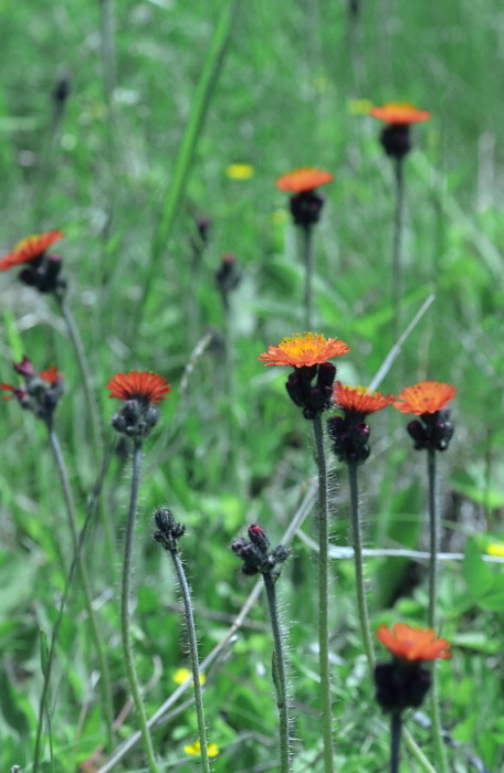  flower plant hawkweed