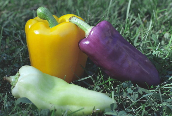 still life vegetable pepper