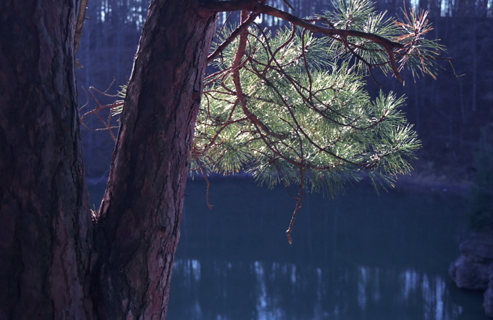 woods lake bark branches leaf plant pine