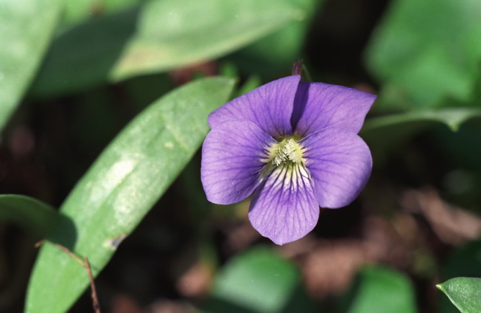 woods floor flower plant violet