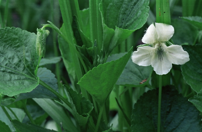 garden flower leaf plant violet