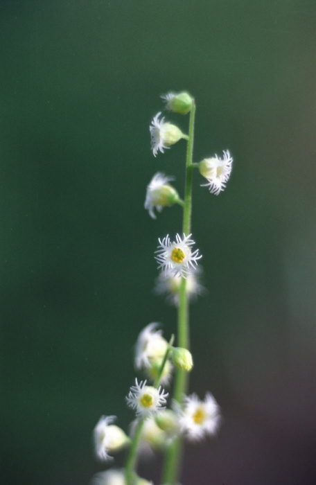 woods floor flower plant miterwort