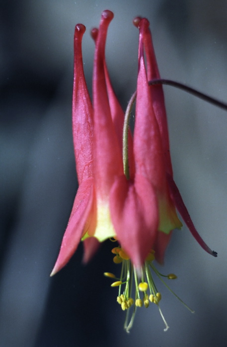 woods floor flower plant aquilegia