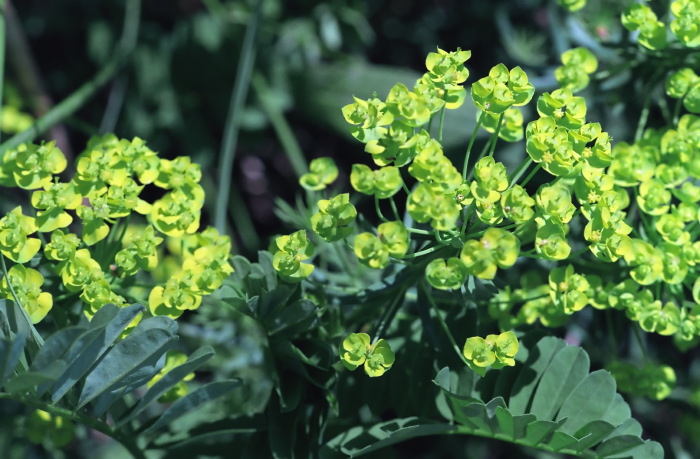 woods floor flower