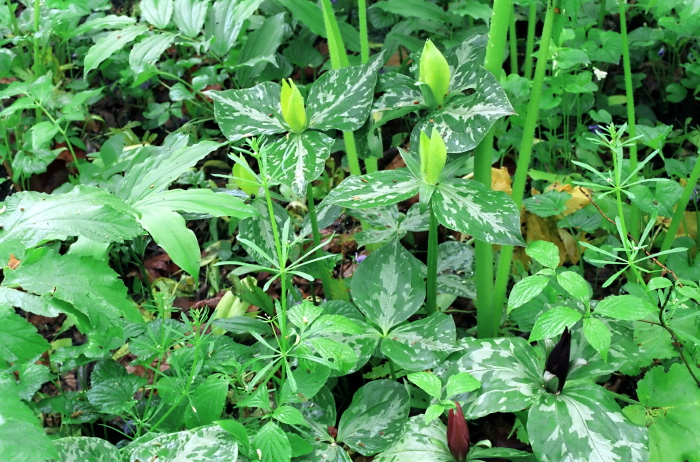 woods floor bud leaf plant trillium