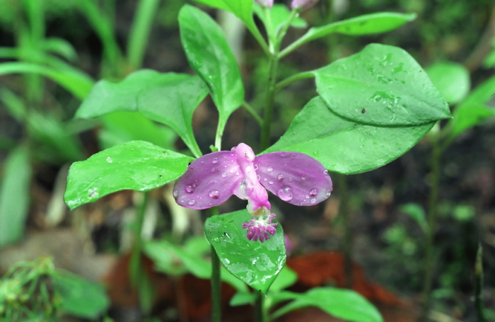 woods floor flower plant gaywings (fringed polygala)