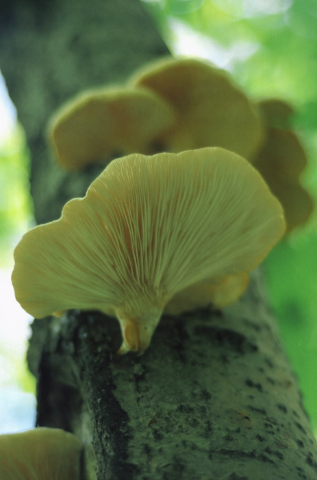  fungus