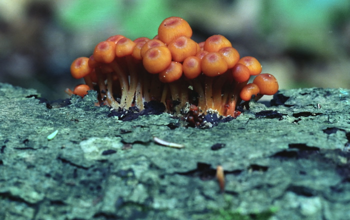  fungus