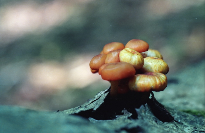  fungus