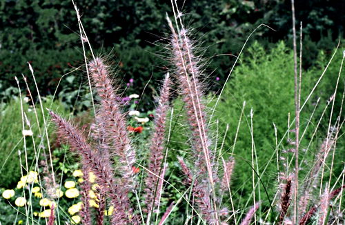 field plant grass