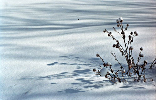 snow field dry plant thistle